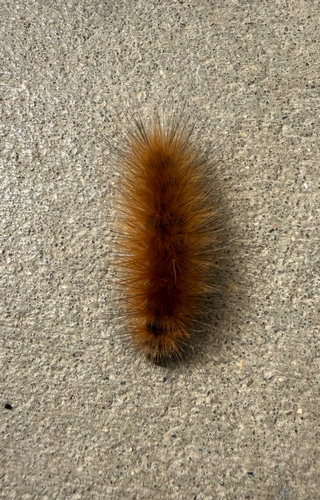 Virginian Tiger Moth