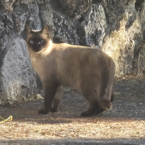 Domestic Cat