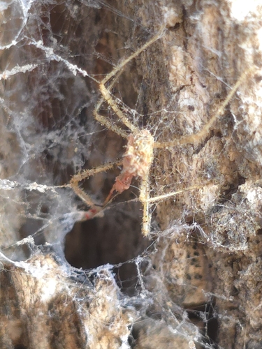 Leafhopper Assassin Bug