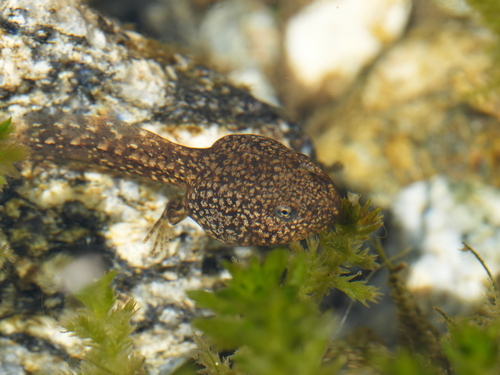 Iberian Frog, Comunidad de Madrid, ES-MD-MD, ES, photo 10 of 10