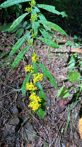 bluestem goldenrod