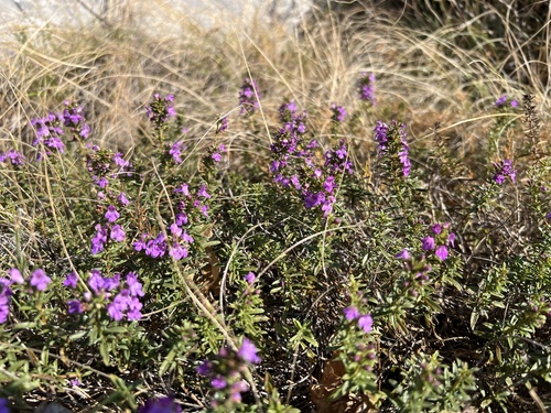 Satureja subspicata, photograph 5