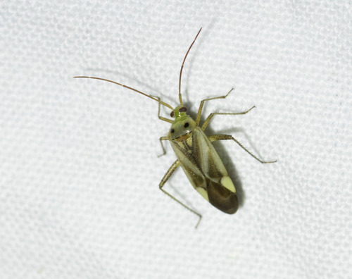 Alfalfa Plant Bug