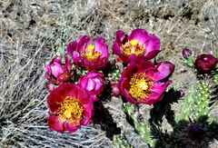 Cylindropuntia thurberi versicolor