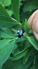 Tritomegas sexmaculatus