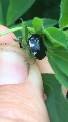 Tritomegas sexmaculatus