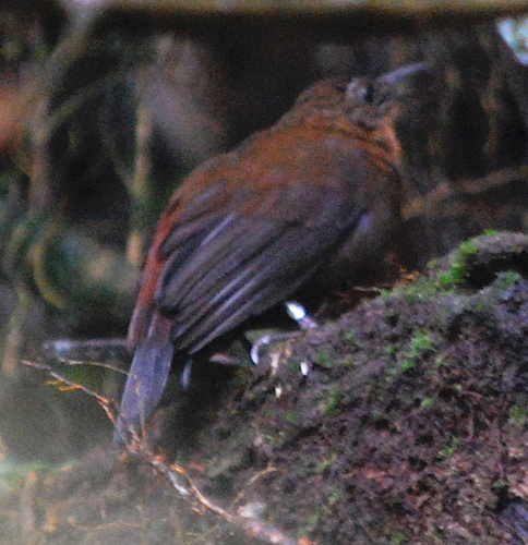 Tawny-throated Leaftosser