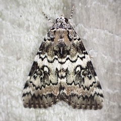 Catocala connubialis