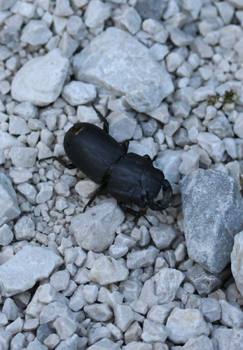 Lesser Stag Beetle