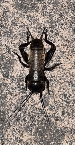 European Field Cricket