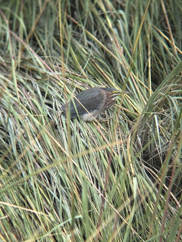 Green Heron