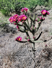 Cylindropuntia thurberi versicolor