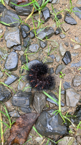 Giant Leopard Moth