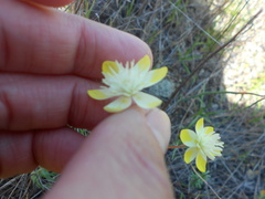 Platystemon californicus