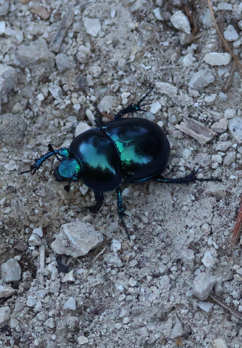 Springtime Dung Beetle