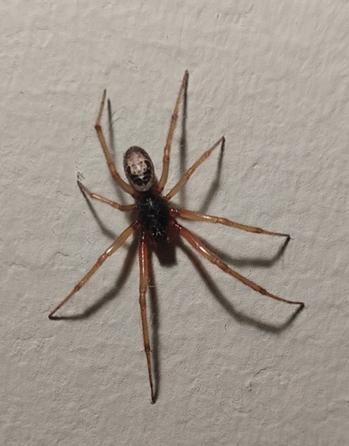 Noble False Widow