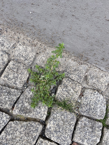 Clammy goosefoot