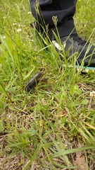 Procambarus gracilis