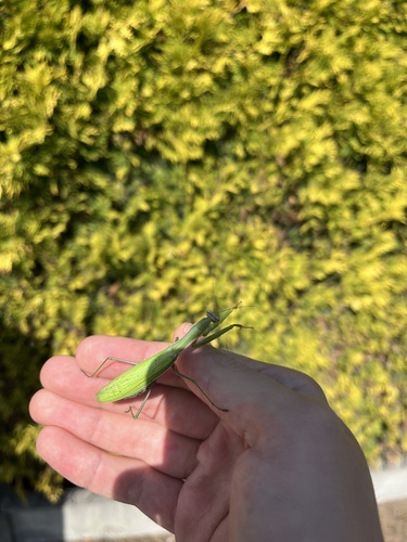 European Mantis