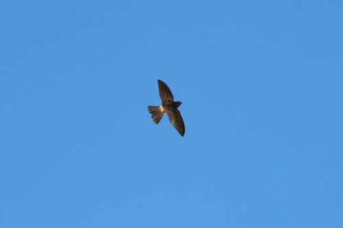Aerodramus spodiopygius observed 2026-09-20