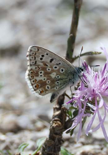 Chalkhill Blue