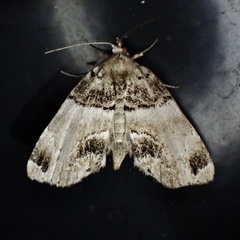 Cutina distincta