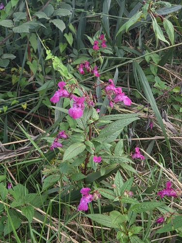 Himalayan balsam