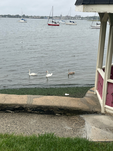 Mute Swan