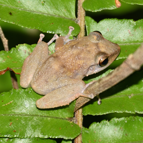 Eleutherodactylus coqui observed 2026-09-14