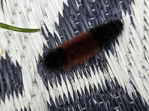 Isabella Tiger Moth
