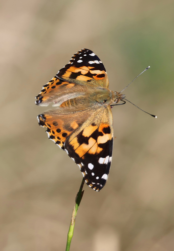 Painted Lady