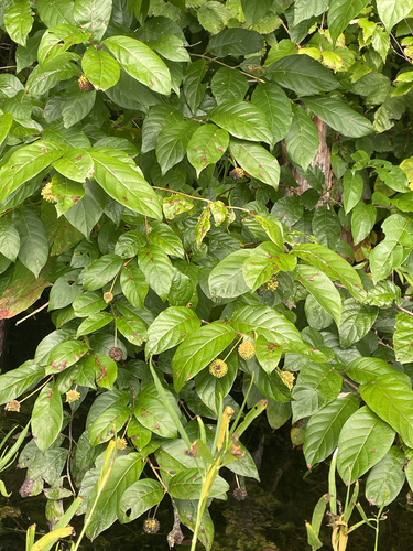 buttonbush