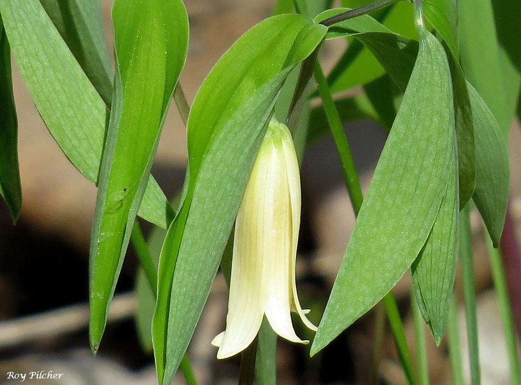 sessile bellwort from Wheelerville Road, Mendon, VT, USA on May 19