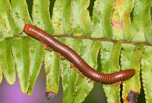 Rusty Millipede