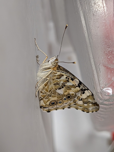 Painted Lady
