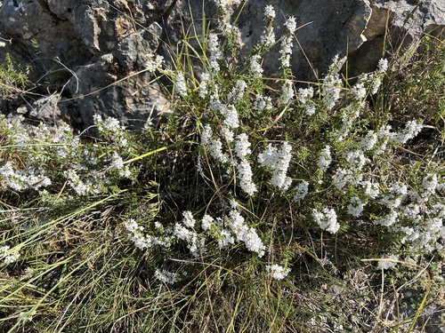 Satureja montana, photograph 3