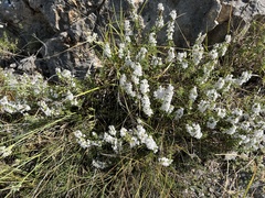 Satureja montana, photograph author not stated, no rights reserved