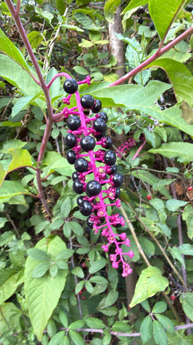 American pokeweed