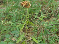 Hackelia virginiana, photograph (c) Kevin Faccenda, some rights reserved (CC BY)