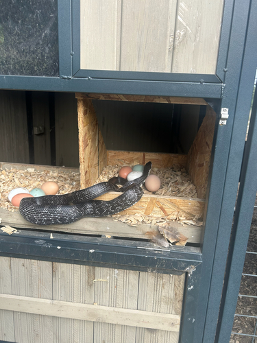 Central Ratsnake