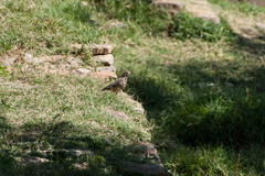 Turdus simensis