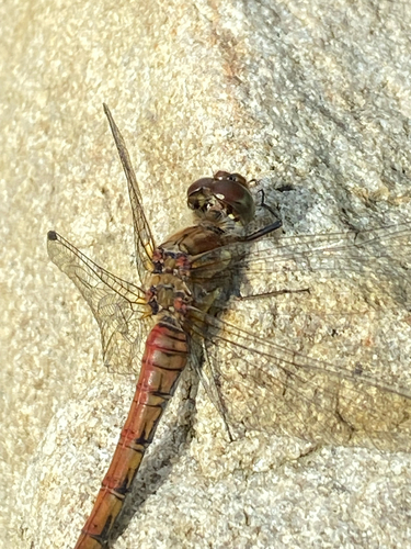 Common Darter
