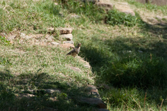 Turdus simensis