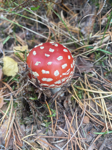 Fly Agaric