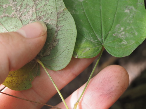 Dioscorea villosa, photograph 2