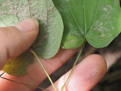 Dioscorea villosa, photograph (c) Kevin Faccenda, some rights reserved (CC BY)