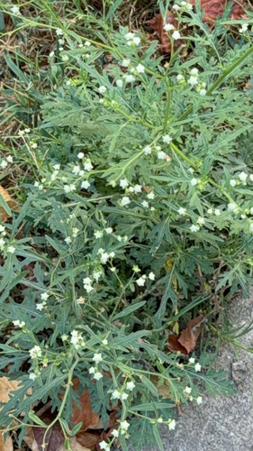 Parthenium hysterophorus, photograph 6