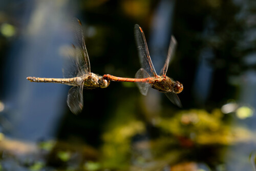 Common Darter