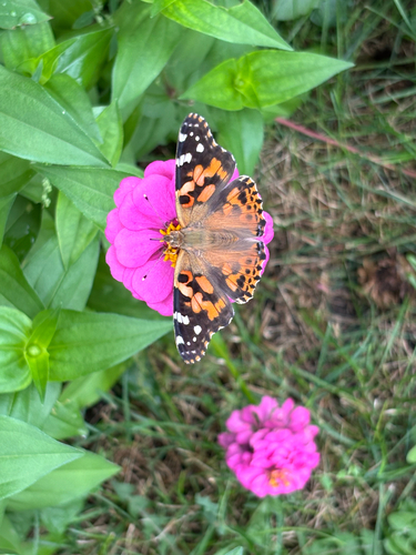 Painted Lady