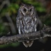 Flammulated Owl - Photo (c) mwbirdco, some rights reserved (CC BY-NC), uploaded by mwbirdco